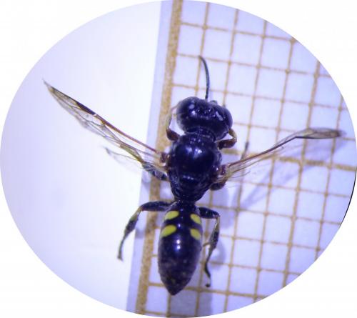 Crossocerus quadrimaculatus